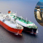 Sudáfrica refuerza el control de operaciones reabastecimiento naval para proteger a los pingüinos